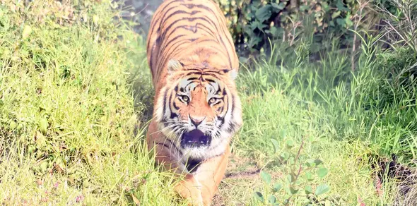 Original photograph of a Bengal tiger at a Himalayan zoo in Uttarakhand
